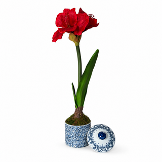 RED AMARYLLIS IN PORCELAIN BLUE AND WHITE POT