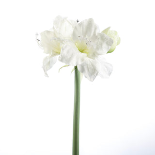 26" X'MAS SNOWED AMARYLLIS SPRAY