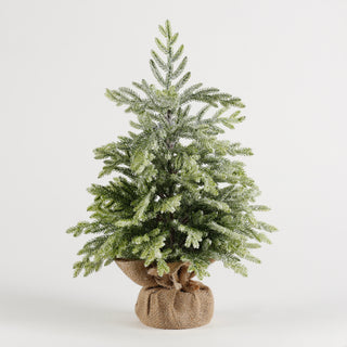 18" X'MAS CEDAR PINE POTTED