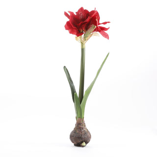 21" RED AMARYLLIS BULB STANDING