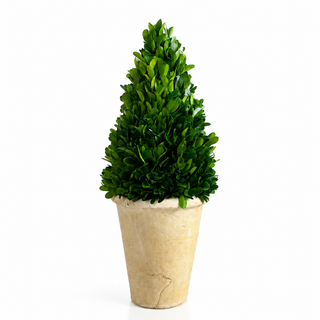 13" PRESERVED BOXWOOD CONE TOPIARY IN POT (5" X 13")