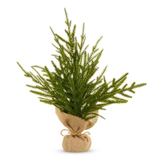 18" Potted Norfolk Pine Tree SHIPS 9/1/2026