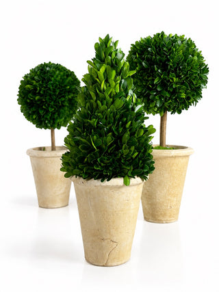 13" PRESERVED BOXWOOD CONE TOPIARY IN POT (5" X 13") CENTER ONLY