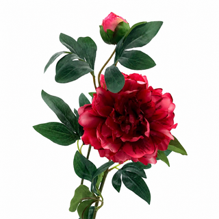 ESTATE GARDEN PEONY BEAUTY