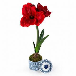 RED AMARYLLIS IN PORCELAIN BLUE AND WHITE POT