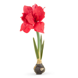 19" Real Touch Red Amaryllis Bulb SHIPS 9/1/2026