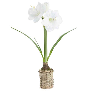 20.5"AMARYLLIS IN BASKET WHITE