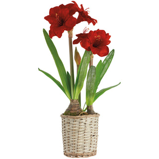 29"VELVET AMARYLLIS IN BASKET