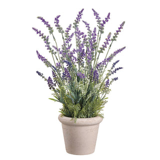 20"LAVENDER IN TERRA COTTA POT
