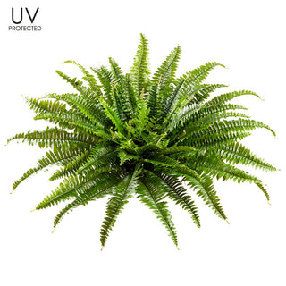 26"UV PRO.BOSTON FERN BUSH X67