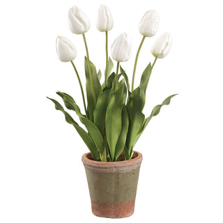 23"TULIP IN AGED CLAY POT
